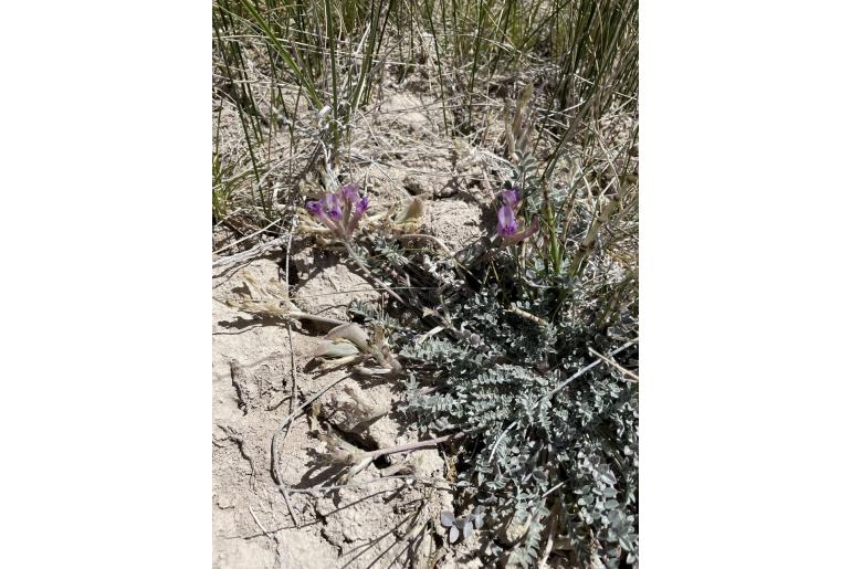 Astragalus argophyllus -15111