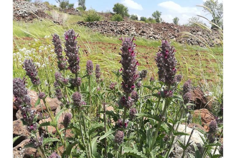 Nepeta trachonitica -15116