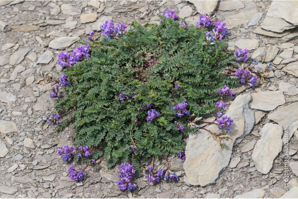 Jacquin's oxytropis