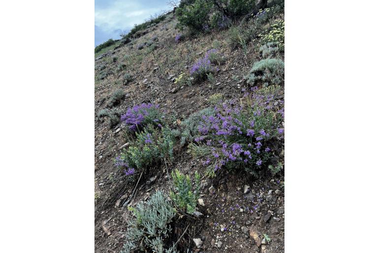 Penstemon platyphyllus -15125