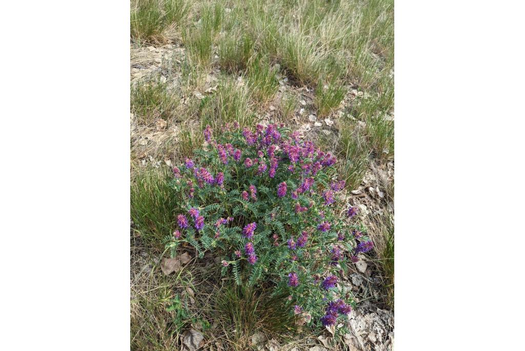 Tweegegroefde astragalus