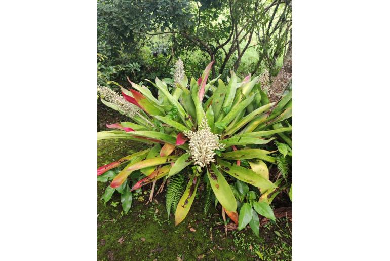 Aechmea mexicana -15139