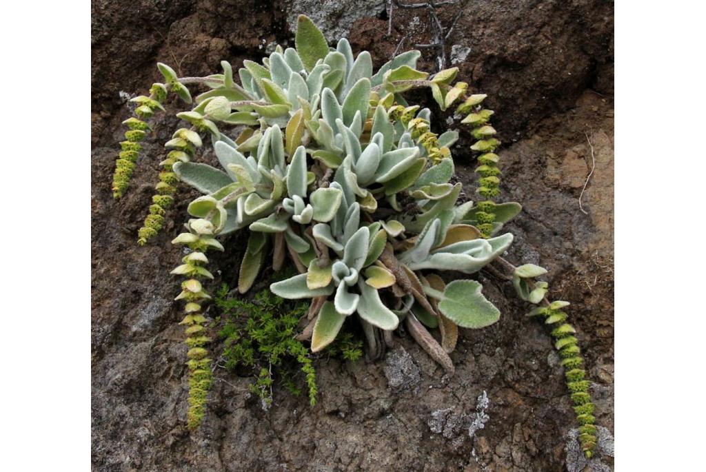 Herdersthee van La Gomera