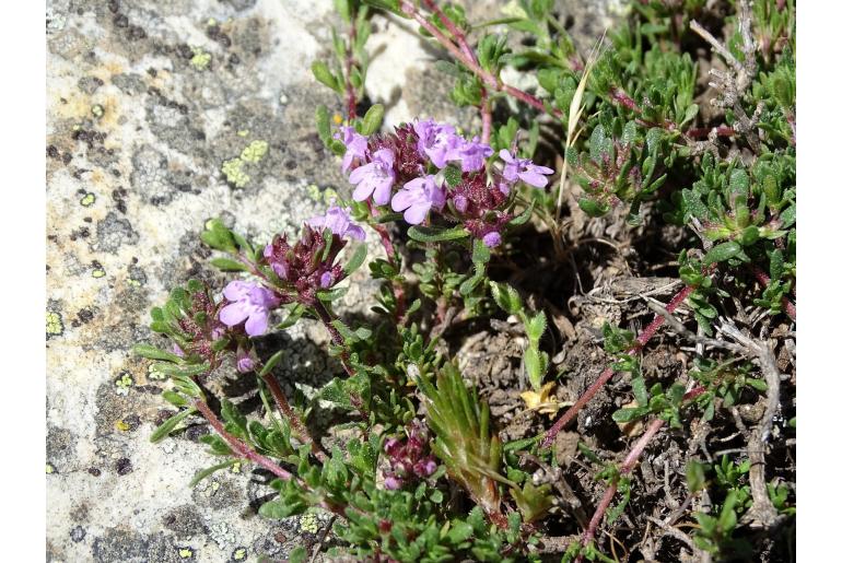 Thymus leptophyllus -15153