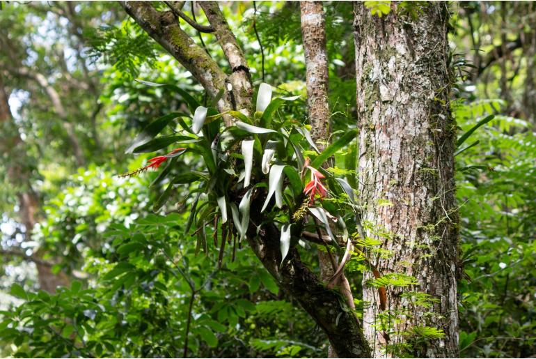 Aechmea nudicaulis -15160