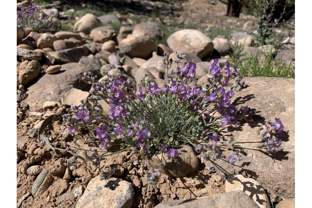 Torrey's astragalus