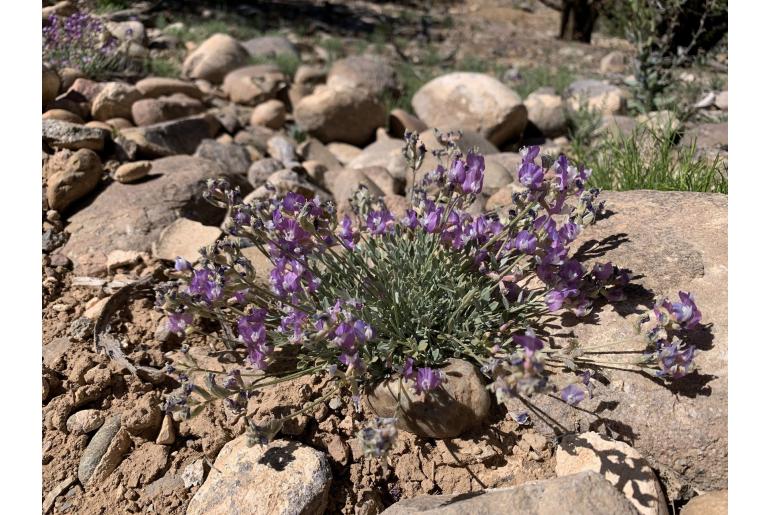 Astragalus calycosus -15164