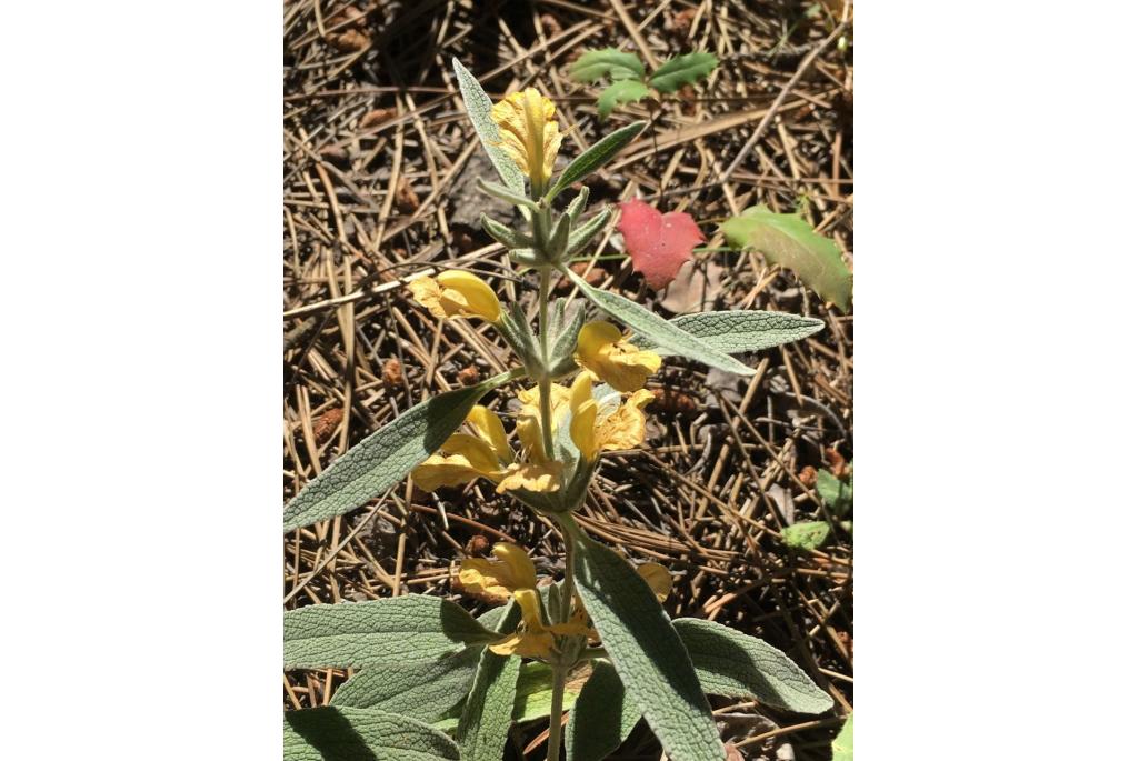 Armeense phlomis