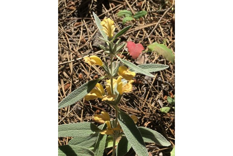 Phlomis armeniaca -15188