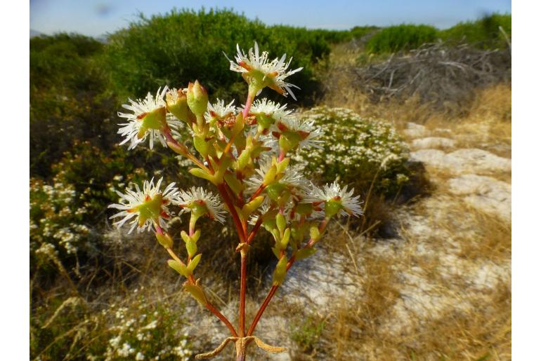 Ruschia tumidula -15205