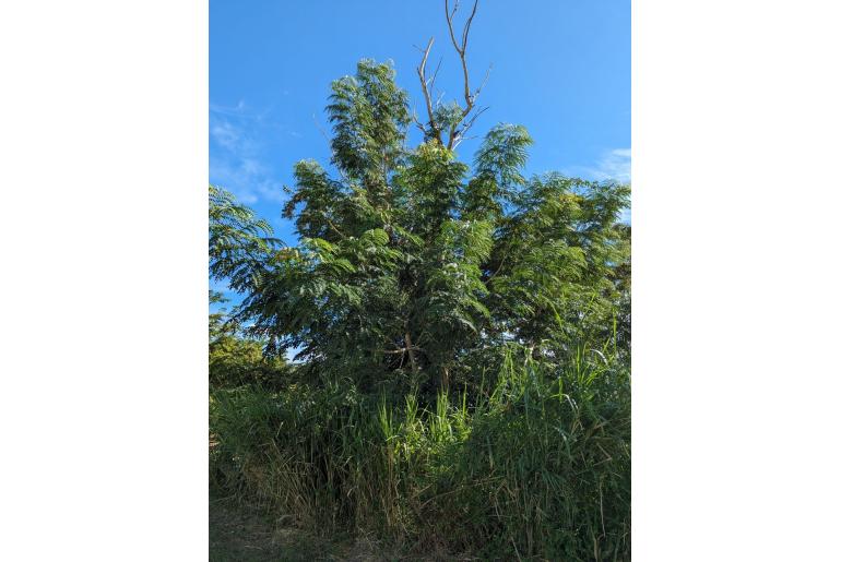 Albizia procera -15206