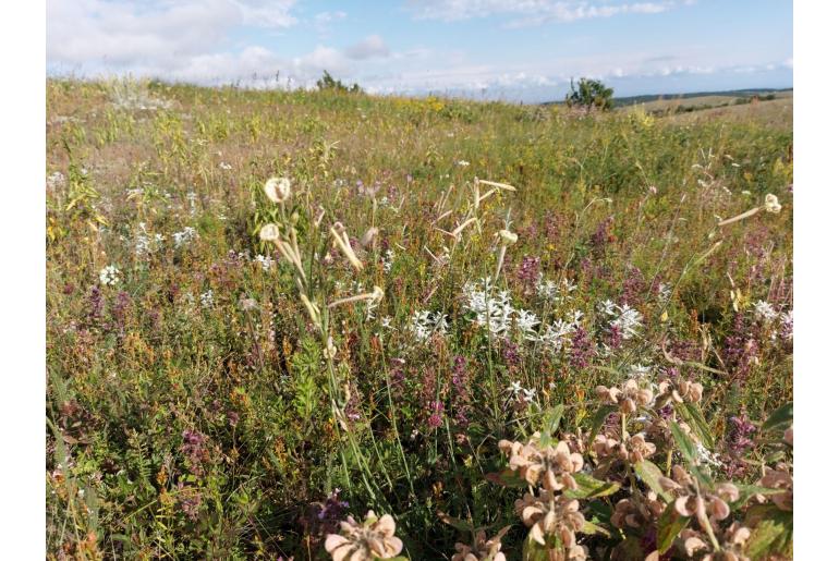 Silene bupleuroides -15225