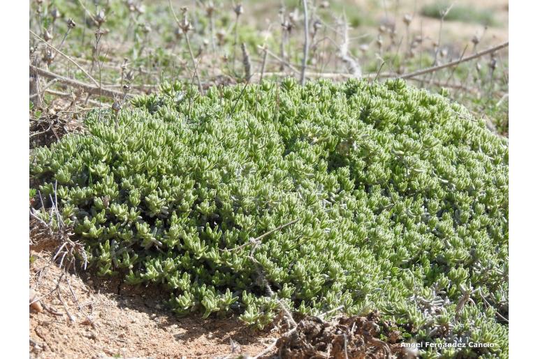 Teucrium gnaphalodes -15226