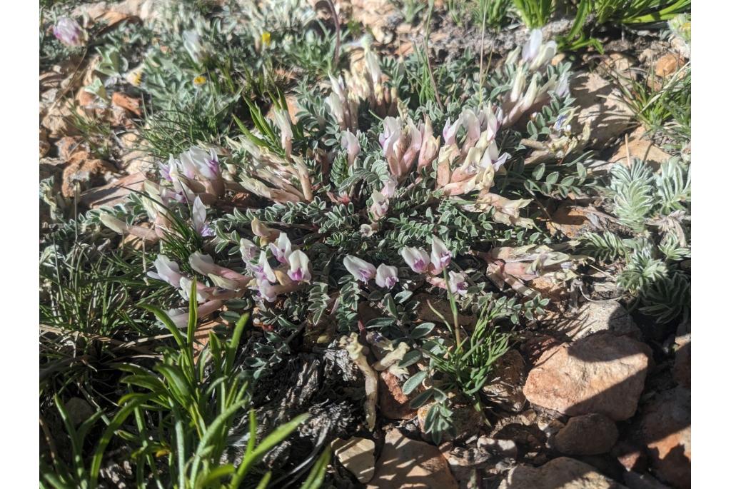 Kastanje astragalus