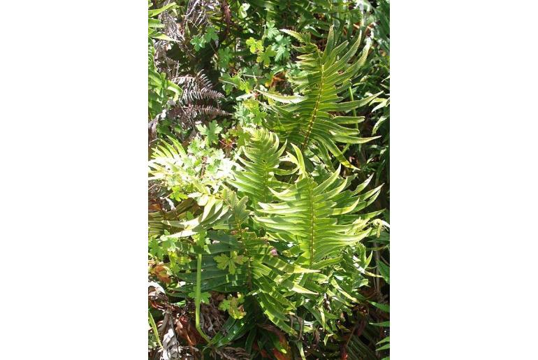 Polystichum macleae -15243