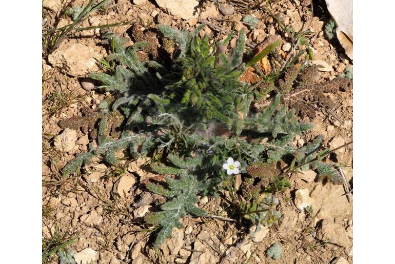 Salvia ceratophylla -15272