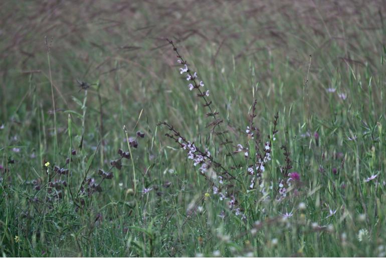 Salvia eigii -15273