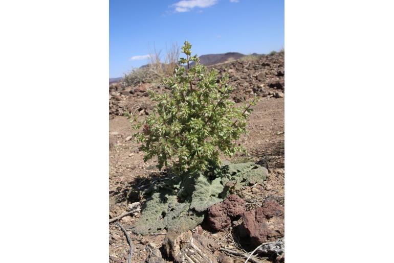 Salvia spinosa -15276