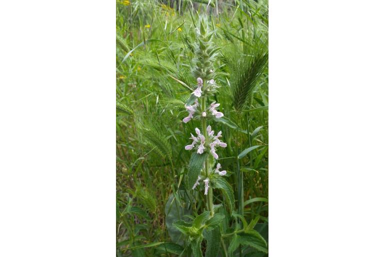 Stachys plumosa -15295