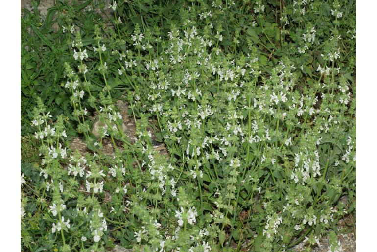 Stachys spinulosa -15296