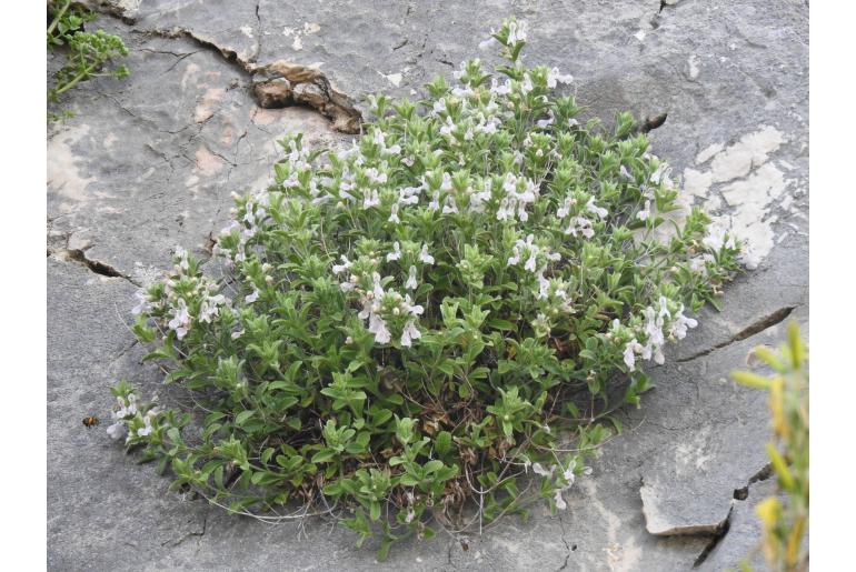 Stachys swainsonii ssp argolica -15299