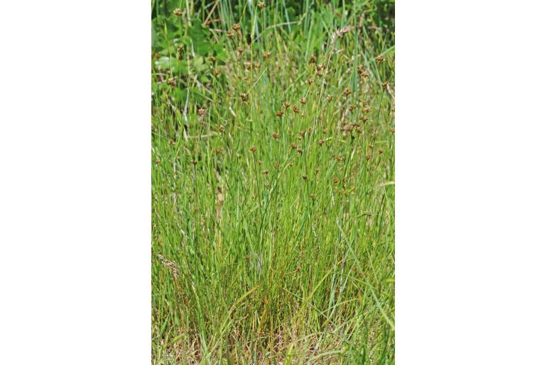 Juncus confusus -15308