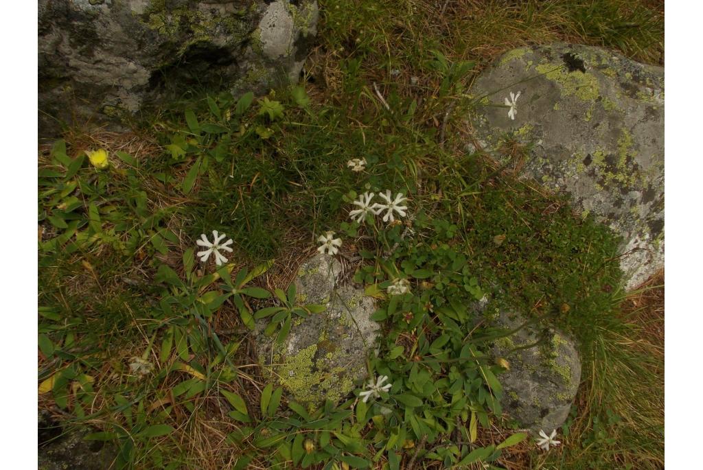 Waldstein's silene