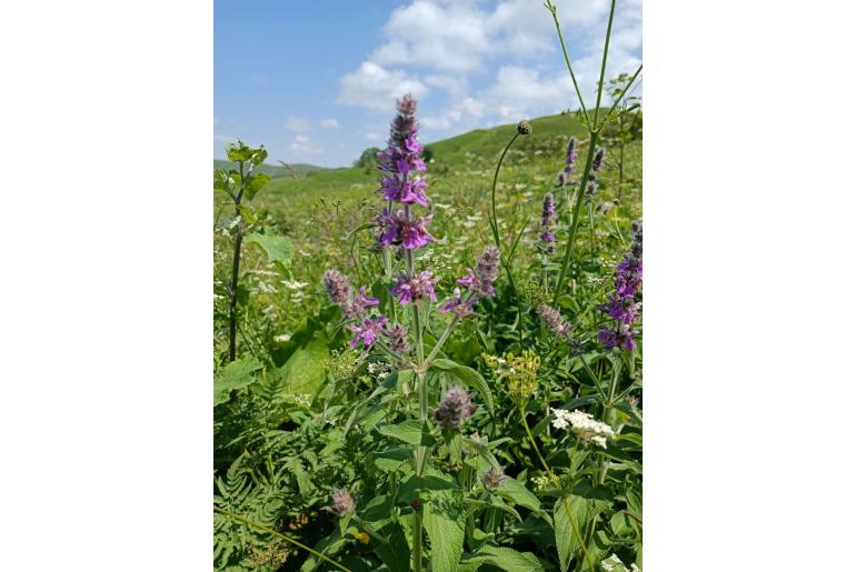 Stachys balansae -15323