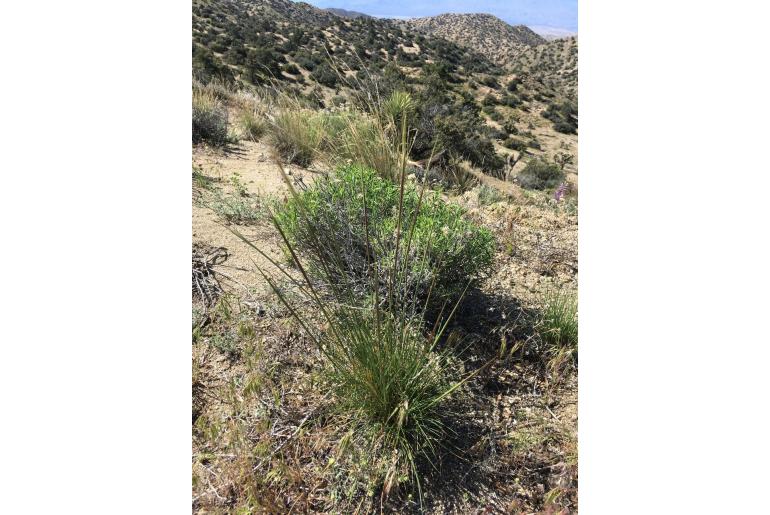 Pappostipa speciosa -15327