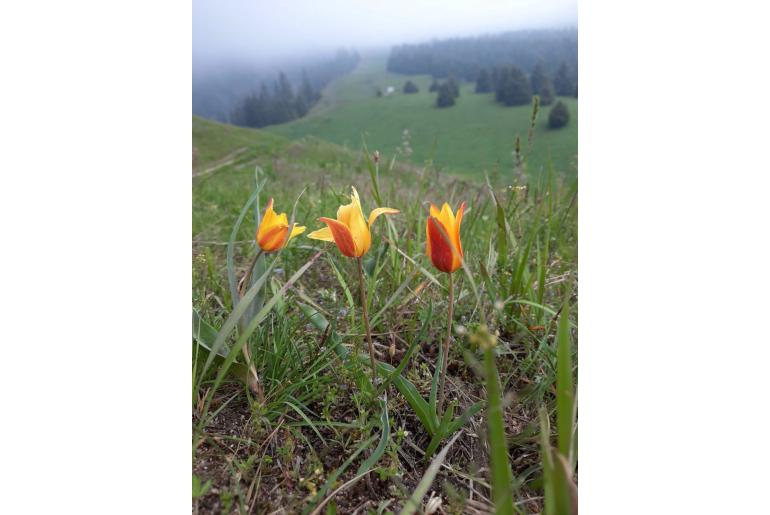 Tulipa ostrowskiana -15341