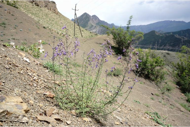 Teucrium orientale -15342