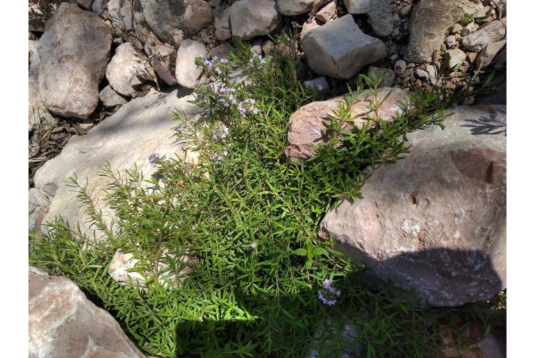 Thymus kosteleckyanus -15346