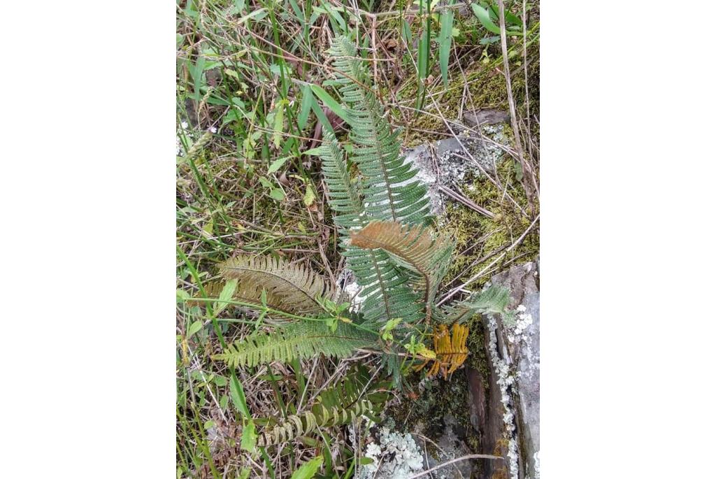 Dikbladige geschubde polypodie