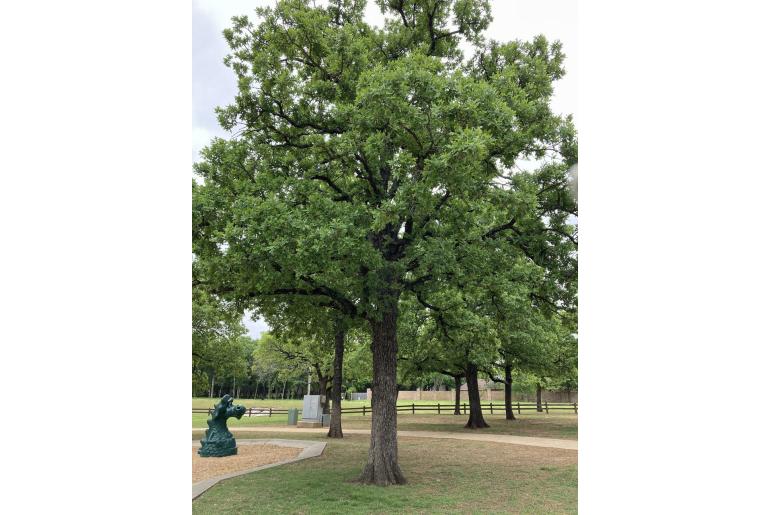 Quercus stellata -15377