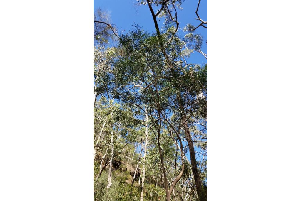 Acacia der vier seizoenen