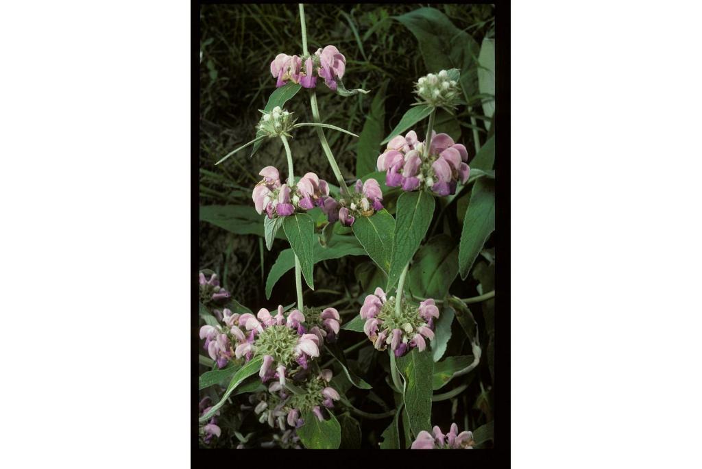 Kasjmir phlomis