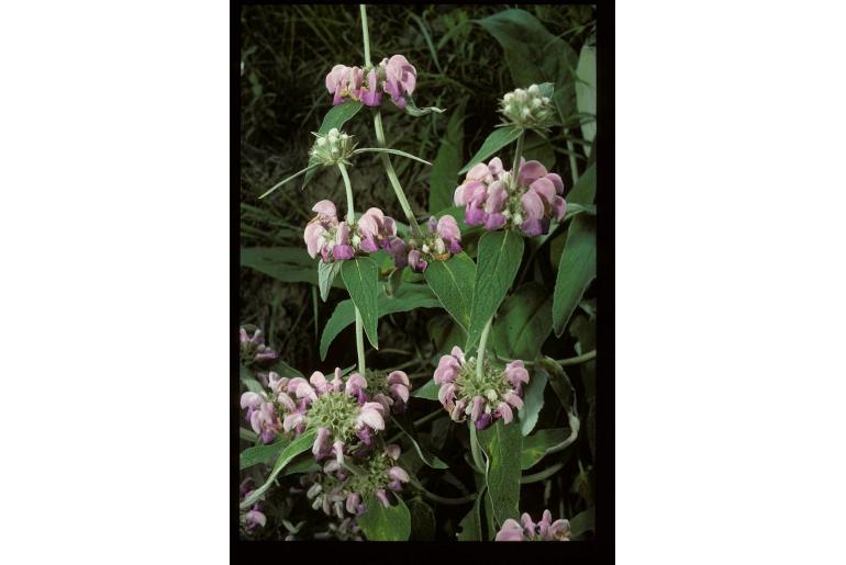 Phlomis cashmeriana -15381