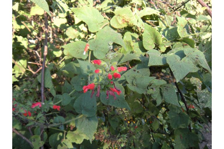 Salvia adenophora -15383