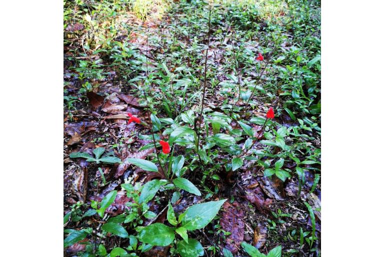 Salvia blepharophylla -15386