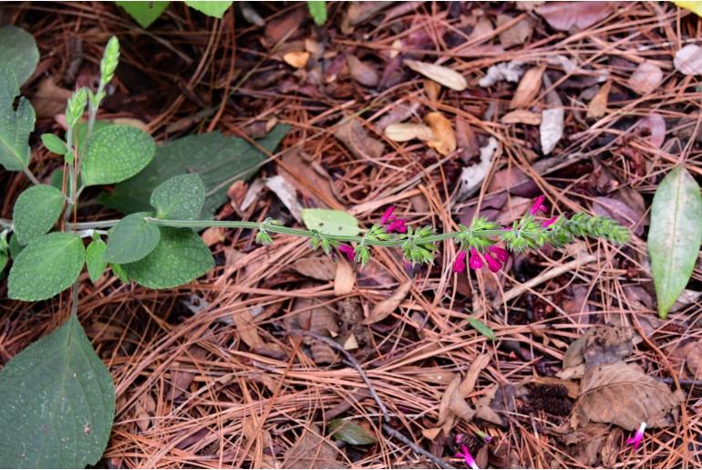 Salvia chiapensis -15389