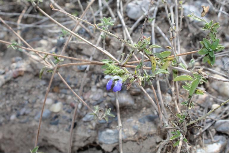 Salvia chionophylla -15390