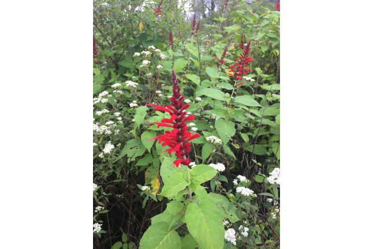 Salvia cinnabarina -15391