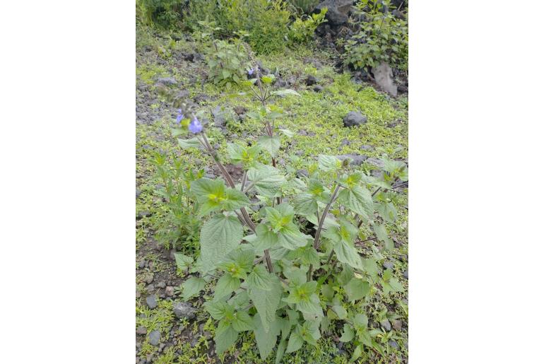 Salvia circinnata -15392