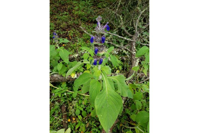 Salvia clinopodioides -15393