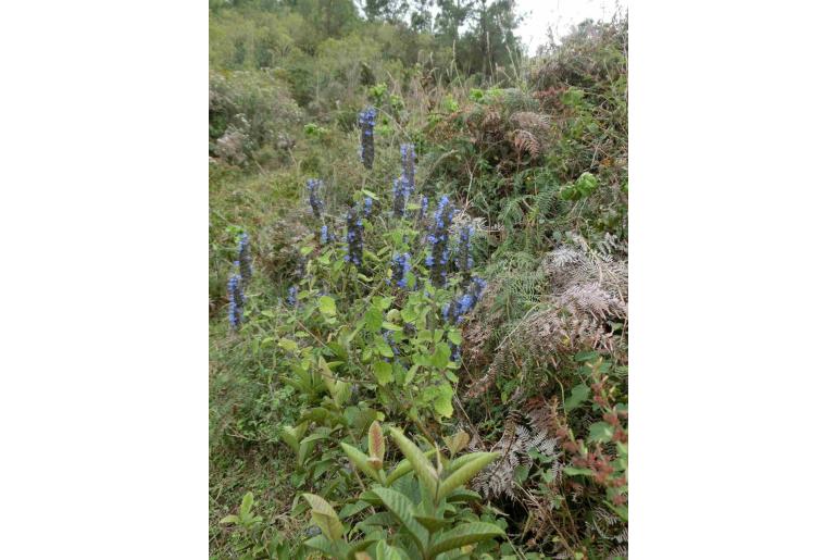 Salvia densiflora -15394