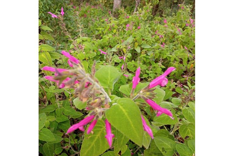 Salvia dorisiana -15397