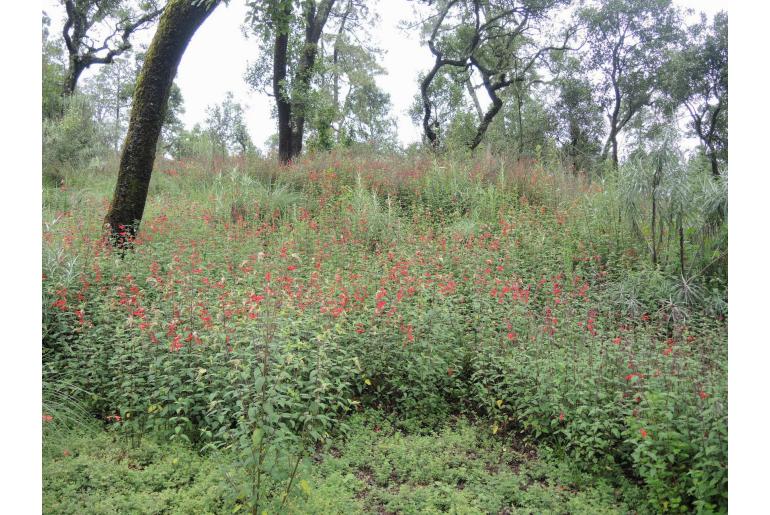 Salvia fulgens -15399