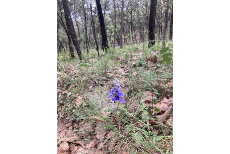 Salvia guadalajarensis -15402