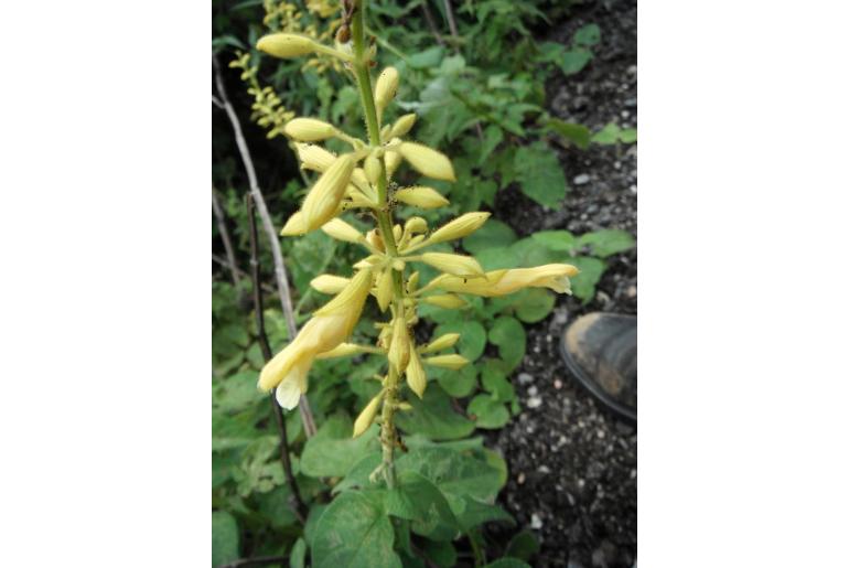 Salvia madrensis -15407