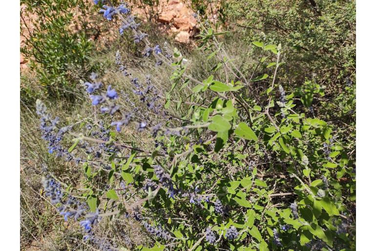 Salvia melissodora -15408